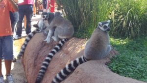 lemuri a Zoom Torino